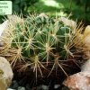 Sulcorebutia _santiaginiensis _ HS25 _01